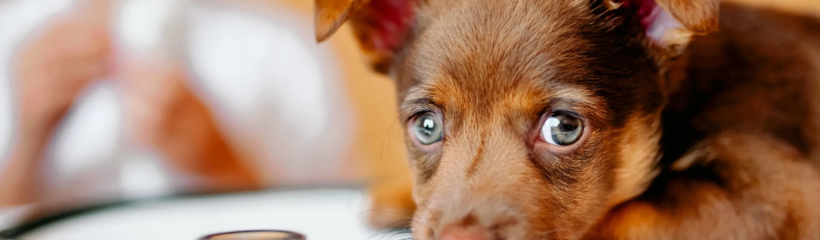Big Brown Eyes Dog Puppy